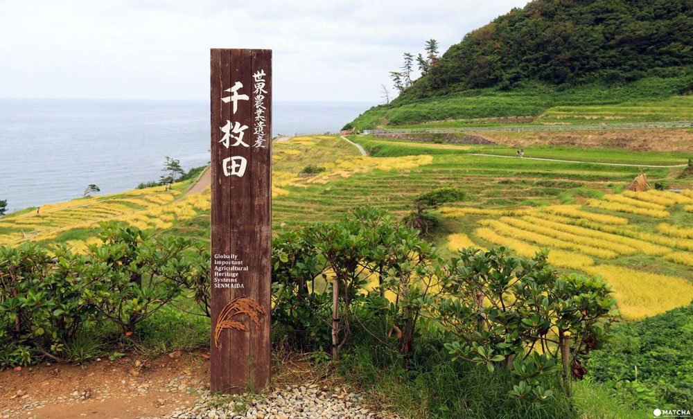 步道-棧道-Boardwalk-日本(石川県)-世界農業遺産「能登の里山里海」-道の駅-千枚田ポケットパーク│氶鋒建材│Doozer Wood│WPC│優美木│塑膠木│環塑木│環保木│合成木│環保塑木│塑膠仿木│環保塑合木│木塑複合材料│再生環保│綠建材